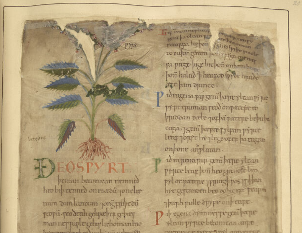 A gorgeous and mostly legible manuscript page in Old English. The older vellum? has very ragged edges been fastened to a newer piece of material and a beautiful illustration of a nettle-like plant with leaves of blue and green and a shallow root system dominates the upper right corner of the page.