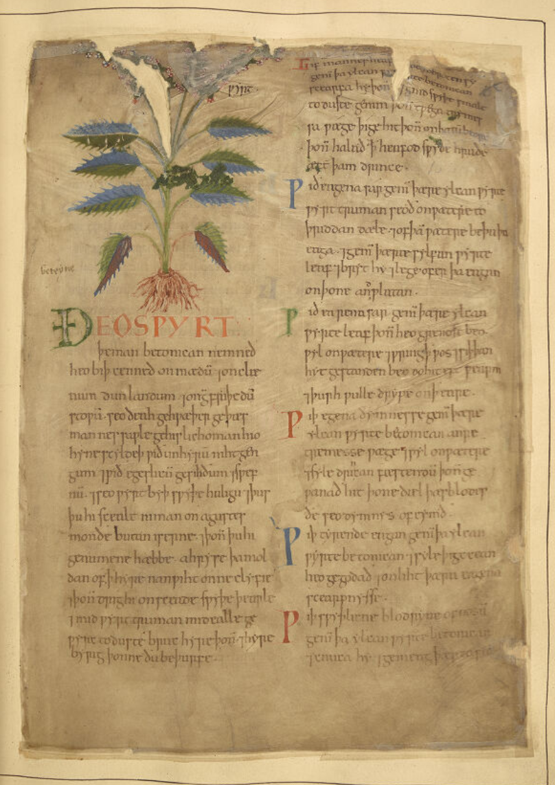 A glorious manuscript page with a large, lush green and blue plant in the upper left quadrant of the page. The rest is filled with fairly large, extraordinarily neat insular text with colorful capitals.